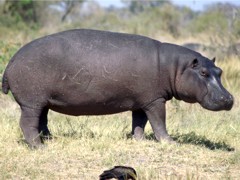 bull hippo - scars on the skin are results of territorial fights